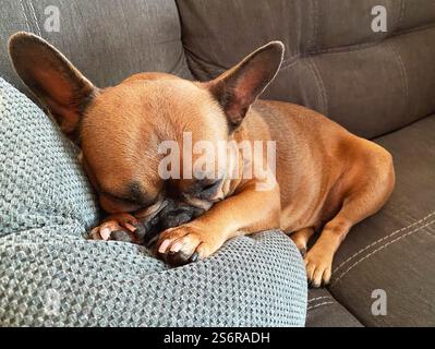 Un carino bulldog francese marrone, addormentato su un divano. Foto Stock