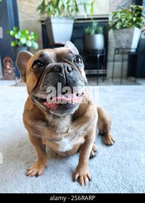 Un grazioso Bulldog francese sorridente seduto sul pavimento di un soggiorno in un interno moderno con piante d'appartamento. Foto Stock