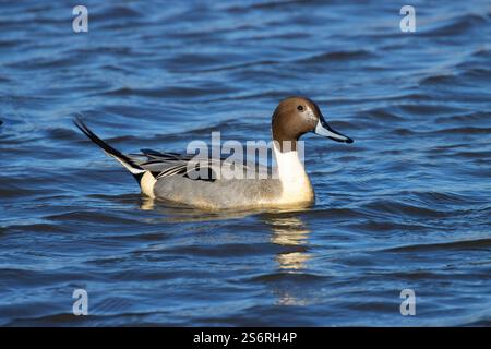 Pintail settentrionale (Anas acuta), Colusa National Wildlife Refuge, California Foto Stock