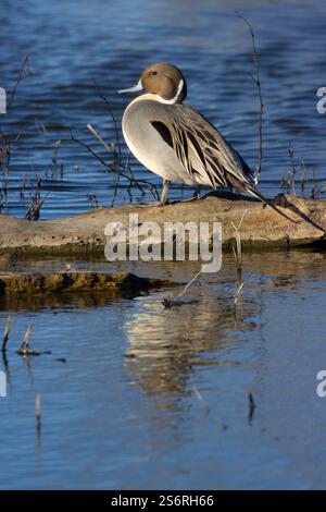 Pintail settentrionale (Anas acuta), Colusa National Wildlife Refuge, California Foto Stock