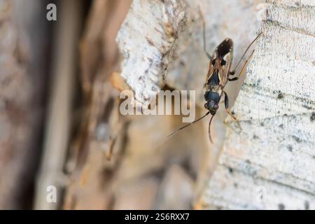 Cimice delle alghe, cimice dei semi (Rhyparochromus vulgaris), seduta su legno, vista laterale, Germania, Baden-Wuerttemberg Foto Stock