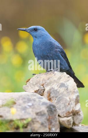 Mughetto di roccia blu (Monticola solitarius), uomo arroccato su un masso, vista laterale, Italia, Campania Foto Stock