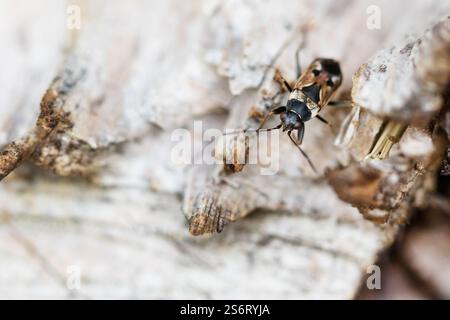 Cimice delle alghe, cimice dei semi (Rhyparochromus vulgaris), seduta su legno, Germania, Baden-Wuerttemberg Foto Stock