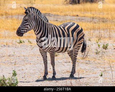 Zebra visto su safari game drive Foto Stock