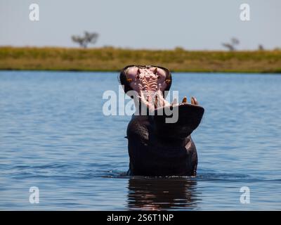 Ippona con ampia bocca aperta nel fiume Chobe Foto Stock