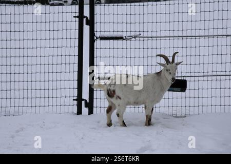 Una capra curiosa con un cappotto bianco e nero e corti corni ricurvi si trova in un recinto innevato che guarda direttamente alla telecamera, vista laterale del corpo. Foto Stock