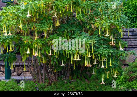 Portogallo, isola di Madeira. Brugmansia arborea, la tromba del giudizio o la tromba degli angeli Foto Stock