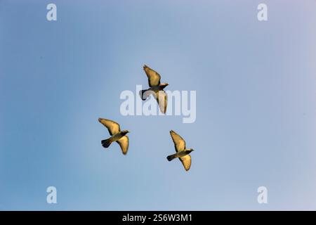 Francia, Parigi, 75, 3 piccioni in volo. Foto Stock