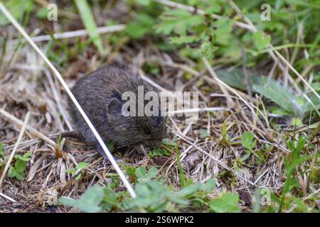 asta da campo (Microtus arvalis) Foto Stock