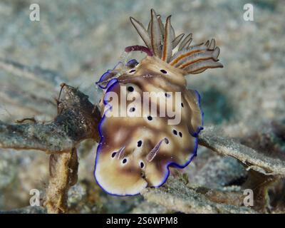 Bruno nudibranco con bordi blu, magnifica lumaca stellare (Hypselodoris tryoni), su una barriera corallina sottomarina, sito di immersione Napoleon, Permuteran, Bali, Ind Foto Stock