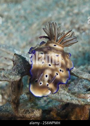 Bruno nudibranco con bordi blu e macchie nere, magnifica lumaca stellare (Hypselodoris tryoni), su una barriera corallina, sito di immersione Napoleone, Permuteran, Bali, Foto Stock