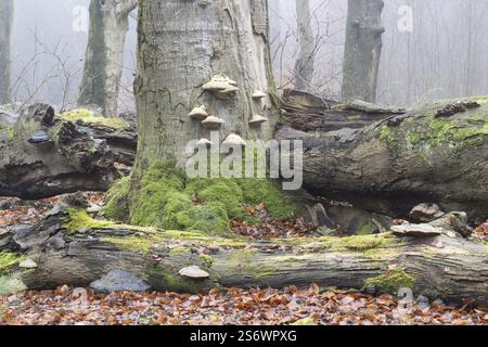 Vecchi faggi di rame (Fagus sylvatica) con fungo tinder (Fomes fomentarius) nella nebbia, Emsland, bassa Sassonia, Germania, Europa Foto Stock