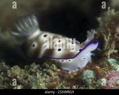 Nudibranco bianco con puntini viola, Hypselodoris tryoni, su una barriera corallina, sito di immersione Gondol Reef, Gondol, Bali, Indonesia, Asia Foto Stock