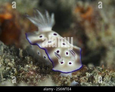 Nudibranco bianco con macchie viola, magnifica lumaca stellare (Hypselodoris tryoni), su una barriera corallina, sito di immersione Gondol Reef, Gondol, Bali, Indonesia, Asi Foto Stock