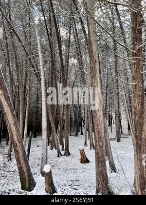 Bosco innevato con alberi alti, e senza panchina. Primo piano di alti pini e abeti rossi in un bosco innevato con una panchina del parco durante il giorno Foto Stock