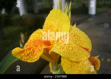 Canna Lily giallo King Humbert fiore quando fiorisce con gocce di pioggia che ricoprono parte della corona del fiore. Foto Stock