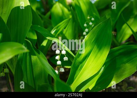 Delicati fiori bianchi a forma di campana di giglio della valle emergono da foglie verdi vibranti, illuminate dalla calda luce del sole primaverile, creando un'accattivante scena naturale Foto Stock