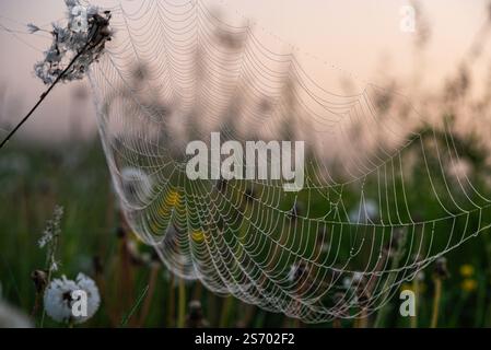 Piccole gocce di rugiada aggrappate a intricati fili di ragnatela che brillano nella luce soffusa dell'alba, creando un delicato spettacolo dell'arte della natura in un campo nebbioso Foto Stock