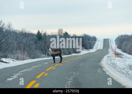 Renna nel selvaggio - Norvegia Foto Stock