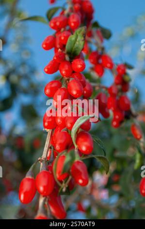 Un ramo di goji su cui ci sono molte bacche rosse, sullo sfondo del cielo. Foto Stock