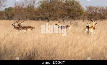 Il tal Chappar Wildlife Sanctuary nel Rajasthan è un paradiso per i blackbucks. Queste graziose antilopi sono note per il loro caratteristico rivestimento bianco e nero Foto Stock