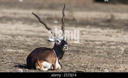 Il tal Chappar Wildlife Sanctuary nel Rajasthan è un paradiso per i blackbucks. Queste graziose antilopi sono note per il loro caratteristico rivestimento bianco e nero Foto Stock