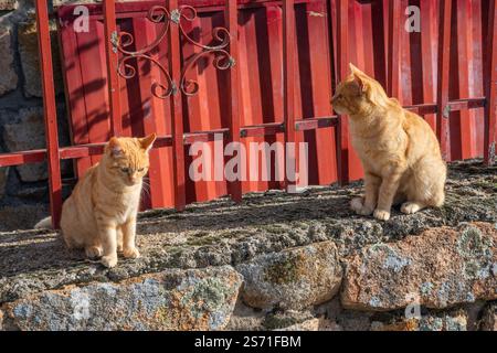 Due gatti tabby arancioni seduti. Foto Stock