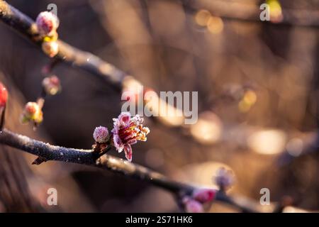 I fiori finemente gelati brillano sotto la calda luce del sole, catturando la bellezza tranquilla della stagione. Foto Stock
