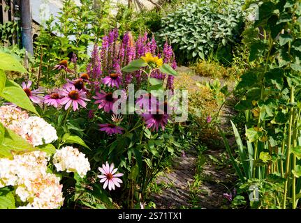 un panoramico giardino estivo illuminato dal sole pieno di fiori colorati in viola - come echinacea, rosa - come giacinti e giallo - come girasoli Foto Stock
