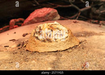 Un piccolo mucchio di sporcizia con un pezzo di pane sopra. Il pane è leggermente bruciato e ha una consistenza croccante. Il tumulo si trova su un terreno roccioso Foto Stock