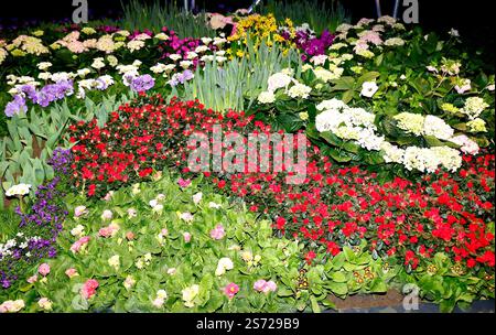 bei der Eröffnungsfeier der Blumenhalle auf der Grünen Woche 2025. *** Alla cerimonia di apertura della sala dei fiori alla settimana Verde 2025 Foto Stock