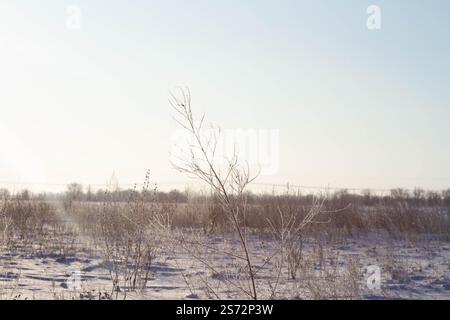Fantastico paesaggio invernale. Erba congelata nella neve. Natura invernale ai raggi del tramonto. Foto Stock