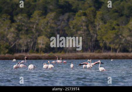 Divjaka, Karavasta, Albania. 18 gennaio 2025. I fenicotteri (Phoenicopterus roseus) sono visibili nel Parco nazionale della laguna di Karavasta a Divjaka, Albania. Gli ambientalisti temono che il nuovo aeroporto internazionale, in costruzione vicino alla città costiera di Valona, danneggerà la fauna e l'ecosistema locali di questa laguna, in quanto ospita molti uccelli migratori. (Credit Image: © Armando Babani/ZUMA Press Wire) SOLO PER USO EDITORIALE! Non per USO commerciale! Foto Stock