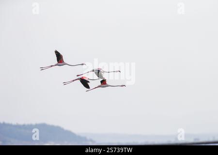 Divjaka, Karavasta, Albania. 18 gennaio 2025. I fenicotteri (Phoenicopterus roseus) sono visibili nel Parco nazionale della laguna di Karavasta a Divjaka, Albania. Gli ambientalisti temono che il nuovo aeroporto internazionale, in costruzione vicino alla città costiera di Valona, danneggerà la fauna e l'ecosistema locali di questa laguna, in quanto ospita molti uccelli migratori. (Credit Image: © Armando Babani/ZUMA Press Wire) SOLO PER USO EDITORIALE! Non per USO commerciale! Foto Stock