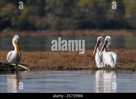 Divjaka, Karavasta, Albania. 18 gennaio 2025. I pellicani dalmati (Pelecanus crispus) sono visibili nel Parco nazionale della laguna di Karavasta a Divjaka, Albania. Gli ambientalisti temono che il nuovo aeroporto internazionale, in costruzione vicino alla città costiera di Valona, danneggerà la fauna e l'ecosistema locali di questa laguna, in quanto ospita molti uccelli migratori. (Credit Image: © Armando Babani/ZUMA Press Wire) SOLO PER USO EDITORIALE! Non per USO commerciale! Foto Stock