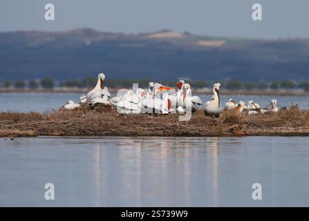 Divjaka, Karavasta, Albania. 18 gennaio 2025. I pellicani dalmati (Pelecanus crispus) sono visibili nel Parco nazionale della laguna di Karavasta a Divjaka, Albania. Gli ambientalisti temono che il nuovo aeroporto internazionale, in costruzione vicino alla città costiera di Valona, danneggerà la fauna e l'ecosistema locali di questa laguna, in quanto ospita molti uccelli migratori. (Credit Image: © Armando Babani/ZUMA Press Wire) SOLO PER USO EDITORIALE! Non per USO commerciale! Foto Stock