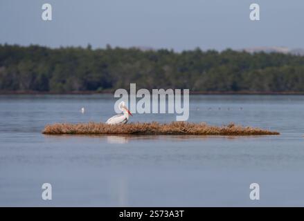 Divjaka, Karavasta, Albania. 18 gennaio 2025. I pellicani dalmati (Pelecanus crispus) sono visibili nel Parco nazionale della laguna di Karavasta a Divjaka, Albania. Gli ambientalisti temono che il nuovo aeroporto internazionale, in costruzione vicino alla città costiera di Valona, danneggerà la fauna e l'ecosistema locali di questa laguna, in quanto ospita molti uccelli migratori. (Credit Image: © Armando Babani/ZUMA Press Wire) SOLO PER USO EDITORIALE! Non per USO commerciale! Foto Stock