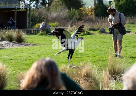 Primo piano di un uccello secretarybird, un uccello segretario, Sagittarius serpentarius Foto Stock