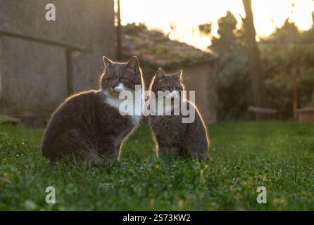 Gatti grigi su un prato in Toscana, Italia Foto Stock