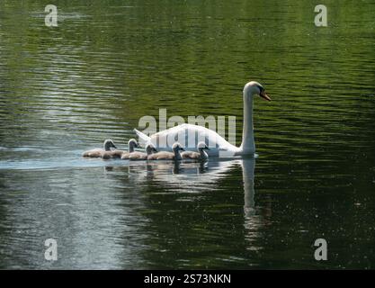 Cigno bianco adulto muta (Cygnus olor) con 5 cigneti di fila pagaiando sulla superficie di acqua calma di un lago a giugno Foto Stock