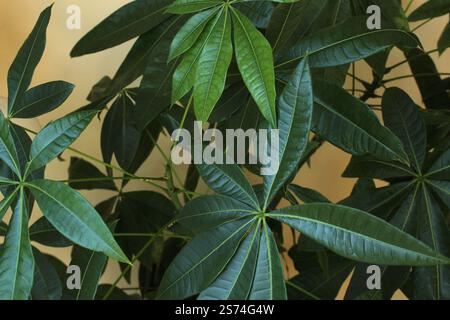 Lush Green Money Tree (Pachira aquatica) lascia in luce naturale Foto Stock