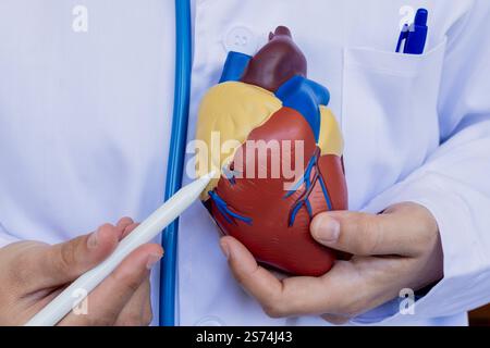 Medico che utilizza un puntatore per spiegare la struttura di un modello cardiaco anatomico. Concetti di istruzione, specializzazione in cardiologia e professione sanitaria Foto Stock