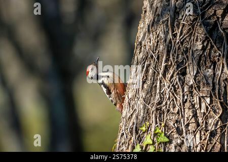 Un picchio maculato al centro (Dendrocoptes medius) arroccato sul lato di un albero di noce. Foto Stock