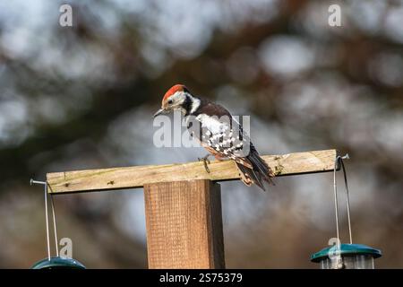 Un picchio maculato al centro (Dendrocoptes medius) arroccato. Foto Stock
