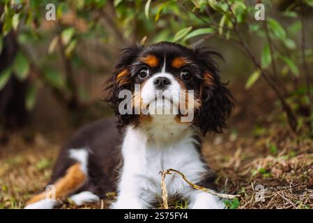 Ritratto del cucciolo di cane cavalier. Cavalier re charles spaniel con fiore in bocca nel giardino Foto Stock