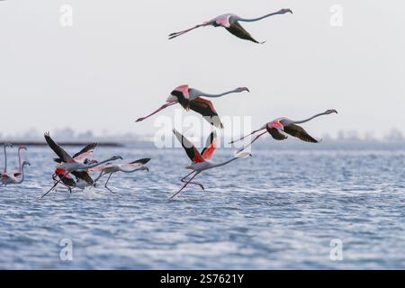 Divjaka, Karavasta, Albania. 18 gennaio 2025. I fenicotteri (Phoenicopterus roseus) sono visibili nel Parco nazionale della laguna di Karavasta a Divjaka, Albania. Gli ambientalisti temono che il nuovo aeroporto internazionale, in costruzione vicino alla città costiera di Valona, danneggerà la fauna e l'ecosistema locali di questa laguna, in quanto ospita molti uccelli migratori. (Credit Image: © Armando Babani/ZUMA Press Wire) SOLO PER USO EDITORIALE! Non per USO commerciale! Foto Stock
