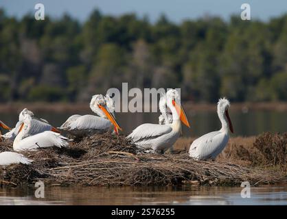 Divjaka, Karavasta, Albania. 18 gennaio 2025. I pellicani dalmati (Pelecanus crispus) sono visibili nel Parco nazionale della laguna di Karavasta a Divjaka, Albania. Gli ambientalisti temono che il nuovo aeroporto internazionale, in costruzione vicino alla città costiera di Valona, danneggerà la fauna e l'ecosistema locali di questa laguna, in quanto ospita molti uccelli migratori. (Credit Image: © Armando Babani/ZUMA Press Wire) SOLO PER USO EDITORIALE! Non per USO commerciale! Foto Stock