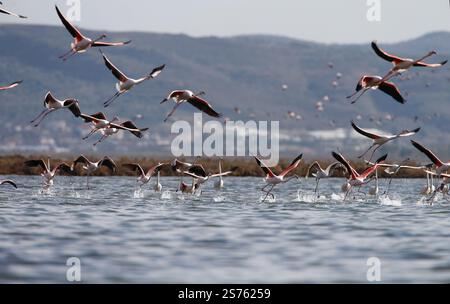 Divjaka, Karavasta, Albania. 18 gennaio 2025. I fenicotteri (Phoenicopterus roseus) sono visibili nel Parco nazionale della laguna di Karavasta a Divjaka, Albania. Gli ambientalisti temono che il nuovo aeroporto internazionale, in costruzione vicino alla città costiera di Valona, danneggerà la fauna e l'ecosistema locali di questa laguna, in quanto ospita molti uccelli migratori. (Credit Image: © Armando Babani/ZUMA Press Wire) SOLO PER USO EDITORIALE! Non per USO commerciale! Foto Stock