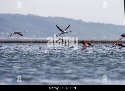 Divjaka, Karavasta, Albania. 18 gennaio 2025. I fenicotteri (Phoenicopterus roseus) sono visibili nel Parco nazionale della laguna di Karavasta a Divjaka, Albania. Gli ambientalisti temono che il nuovo aeroporto internazionale, in costruzione vicino alla città costiera di Valona, danneggerà la fauna e l'ecosistema locali di questa laguna, in quanto ospita molti uccelli migratori. (Credit Image: © Armando Babani/ZUMA Press Wire) SOLO PER USO EDITORIALE! Non per USO commerciale! Foto Stock