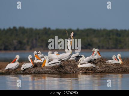 Divjaka, Karavasta, Albania. 18 gennaio 2025. I pellicani dalmati (Pelecanus crispus) sono visibili nel Parco nazionale della laguna di Karavasta a Divjaka, Albania. Gli ambientalisti temono che il nuovo aeroporto internazionale, in costruzione vicino alla città costiera di Valona, danneggerà la fauna e l'ecosistema locali di questa laguna, in quanto ospita molti uccelli migratori. (Credit Image: © Armando Babani/ZUMA Press Wire) SOLO PER USO EDITORIALE! Non per USO commerciale! Foto Stock